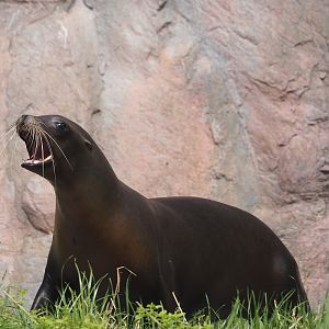 California sea lion (Zalophus californianus), 2024-08-05