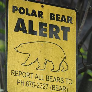 Polar bear alert sign, 2024-08-05