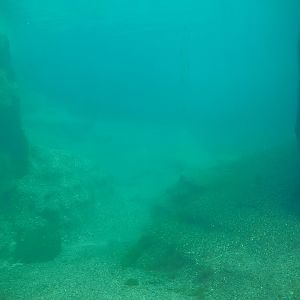 California sea lion exhibit underwater, 2024-08-05