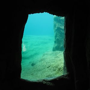 California sea lion exhibit underwater, 2024-08-05