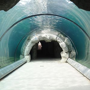 California sea lion exhibit underwater viewing tunnel, 2024-08-05