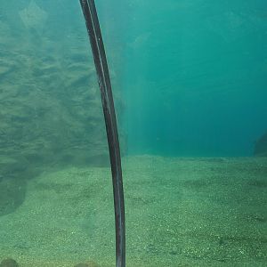 California sea lion exhibit underwater, 2024-08-05