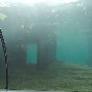 California sea lion exhibit underwater, seen from tunnel, 2024-08-05