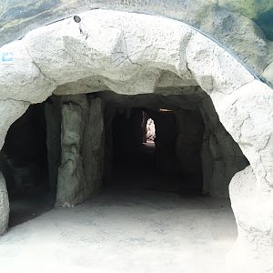 Polar bear underwater viewing cave, 2024-08-05