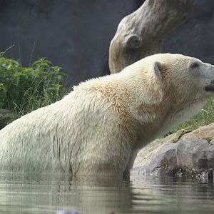 Polar bear (Ursus maritimus), 2024-08-05