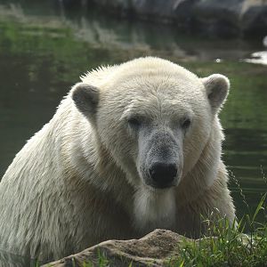 Polar bear (Ursus maritimus), 2024-08-05