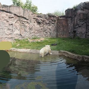 Exhibit for Antonia, polar bear with dwarfism, 2024-08-05
