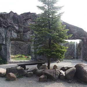 Exhibit for Antonia, polar bear with dwarfism, 2024-08-05