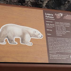 Signage for Antonia, polar bear with dwarfism, 2024-08-05