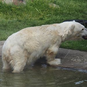 Antonia, Polar bear (Ursus maritimus) with dwarfism, 2024-08-05