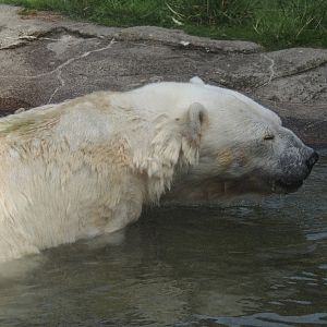 Antonia, Polar bear (Ursus maritimus) with dwarfism, 2024-08-05