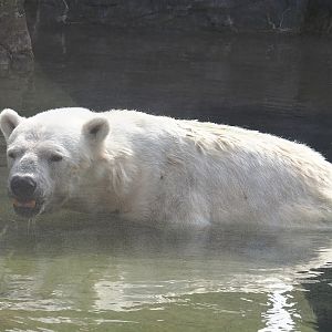 Antonia, Polar bear (Ursus maritimus) with dwarfism, 2024-08-05