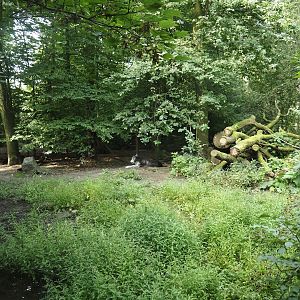 Mackenzie Valley wolf exhibit, 2024-08-05