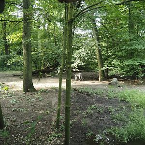Mackenzie Valley wolf exhibit, 2024-08-05