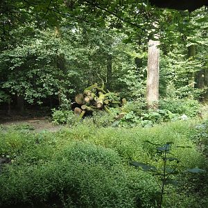Mackenzie Valley wolf exhibit, 2024-08-05