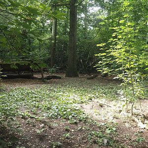 Mackenzie Valley wolf exhibit, 2024-08-05