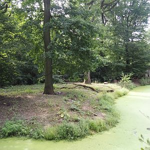 Mackenzie Valley wolf exhibit, 2024-08-05