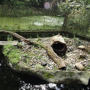 North American river otter exhibit, 2024-08-05