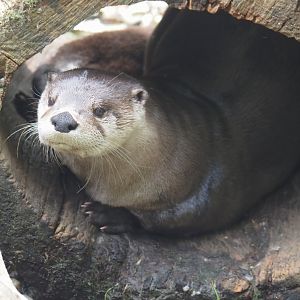 North American river otter (Lontra canadensis), 2024-08-05