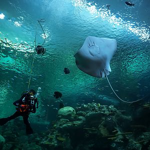 Diver & Leopard Whipray