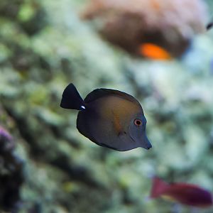 Scopas Tang