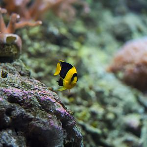 Bicolor Angelfish