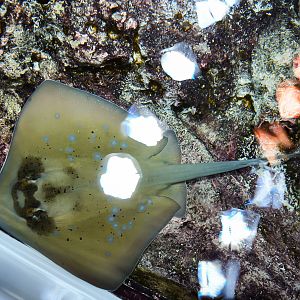 Blue Spotted Mask Ray