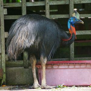 Northern Cassowary?