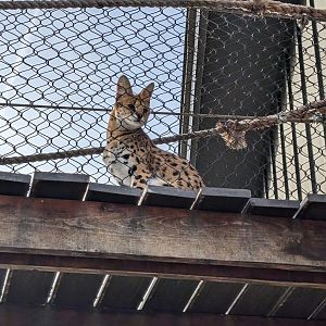 Serval kitten