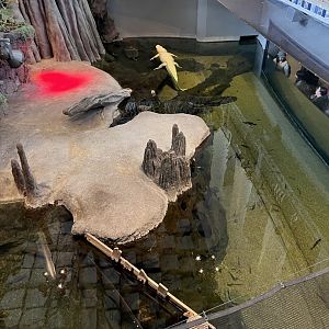 California Academy of Sciences white alligator exhibit