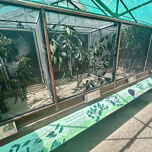 Phasmid Greenhouse (Interior)