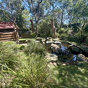 Backyard to Bush - Duckpond