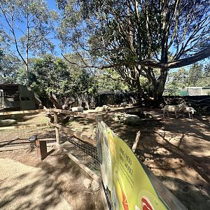 Australian White Sheep Exhibit