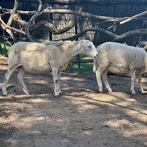 Australian white sheep (Ovis aries)