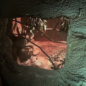 Spinifex Hopping Mouse Exhibit