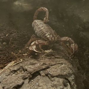 Flinders Range scorpion (Urodacus elongatus