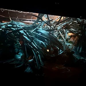 Sydney Funnel Web Spider Exhibit