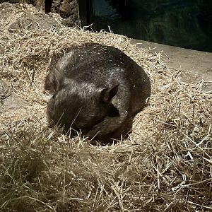 Southern hairy-nosed wombat (Lasiorhinus latifrons)