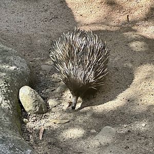 Short-beaked echidna (Tachyglossus aculeatus)