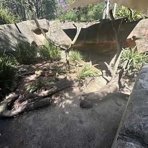 Short-Beaked Echidna Exhibit