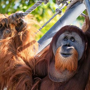 Sumatran orangutan 'Dinar'