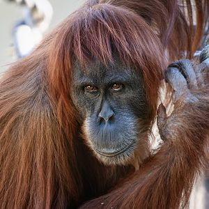 Sumatran orangutan 'Pulang'