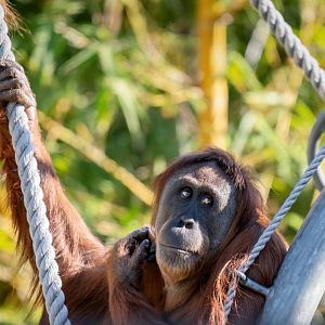 Sumatran orangutan 'Teliti'