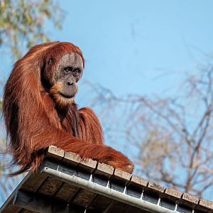 Sumatran orangutan 'Sungai'