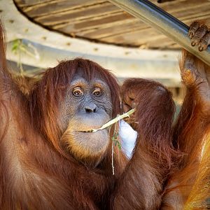 Sumatran orangutan 'Lestari'