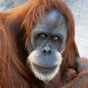 Sumatran orangutan 'Utama'