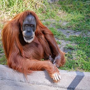 Sumatran orangutan 'Utama'