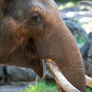 Asian elephant 'Putra Mas'
