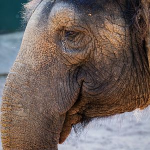 Asian elephant 'Permai'