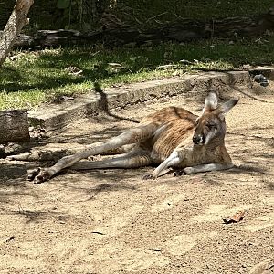 Red kangaroo (Osphranter rufus)